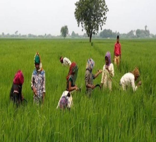 उत्तराखंड का किसान भविष्य की बुनियाद तैयार करने में जुटा  ( लघु एवं सीमांत किसान )