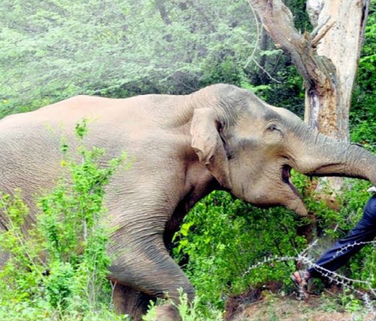 ऋषिकेश। देहरादून वन प्रभाग की बड़कोट रेंज के अंतर्गत घमंडपुर गांव में जंगल के पास हाथी ने एक वन गुर्जर किशोर को पटक-पटक कर मौत के घाट उतार दिया। विभागीय कर्मचारियों ने किसी तरह से हाथी को जंगल में खदेड़ा और फिर शव को अपने कब्जे में लिया