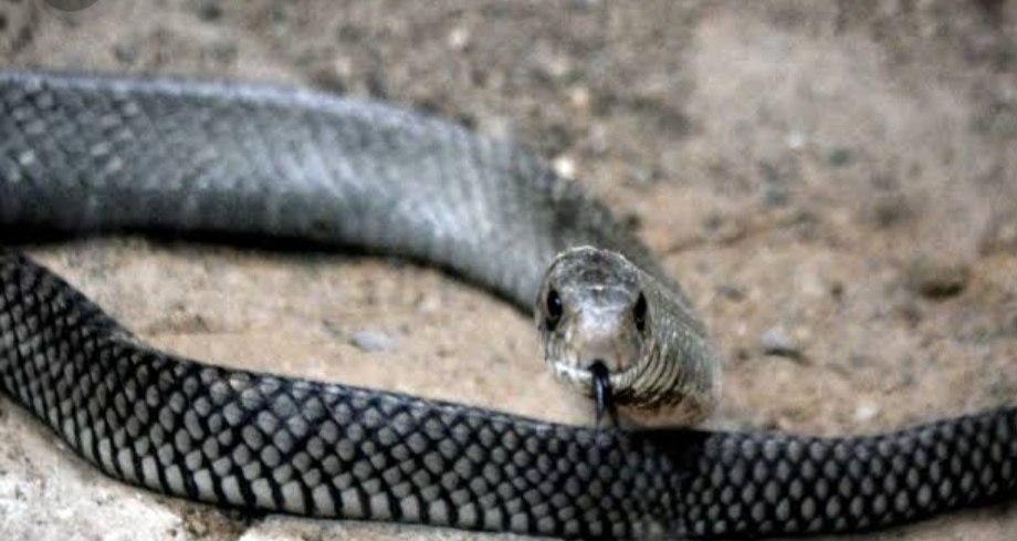 गैरसैंण विकासखंड के ग्राम पंचायत मालसी गांव के उपग्राम गरीब नगर की 20 वर्षीय पूजा देवी की सर्प दंश से मौत हो गयी है।