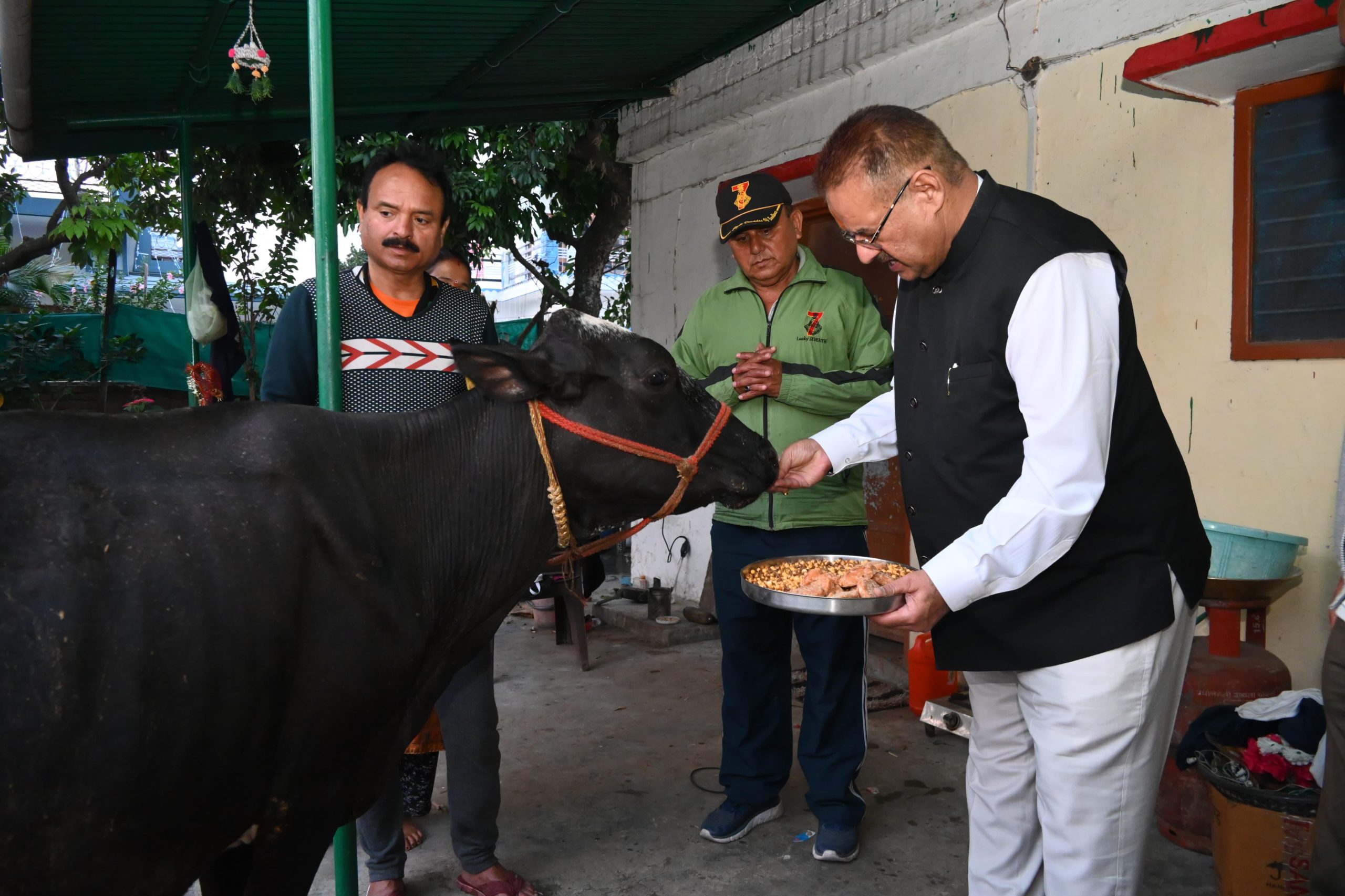 गोवर्धन पूजा के अवसर पर गौमाता को गुड और चना खिलाते कृषि मंत्री गणेश जोशी